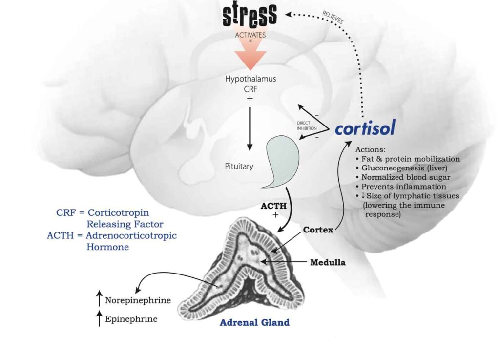 A diagram of the stress response